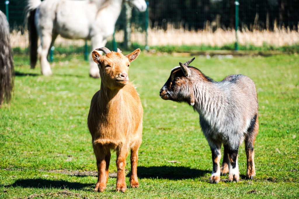 De geitjes op De Boerdrie te Balen